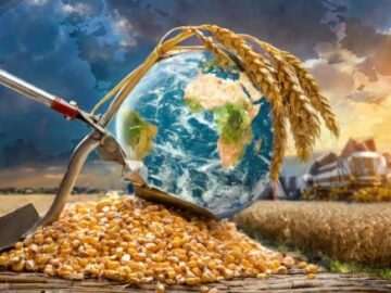 Corn Market Reacts to USDA Report and Global Harvest Updates