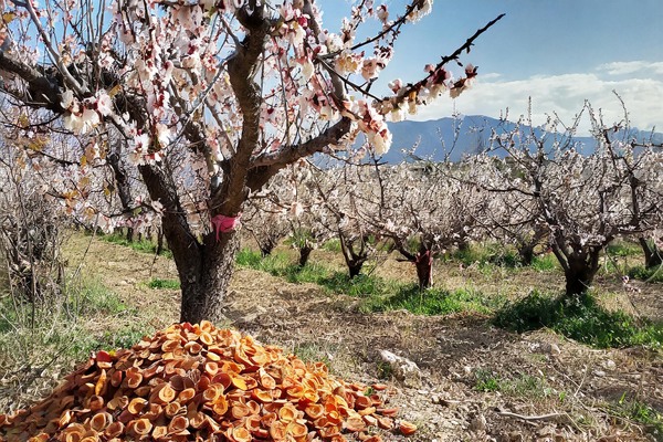 Effects of climate on dried apricots in Türkiyeing