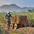 Impact of El Niño on Sugar Production in the Philippines