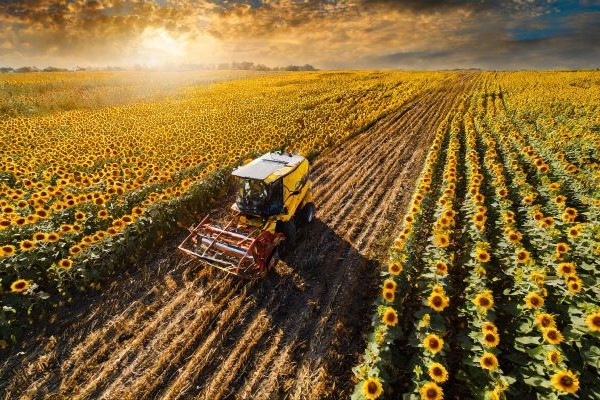 Why are Ukrainian Sunflower Prices Surging?