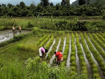 India Witnesses Significant Dip in Rice Procurement, Raising Concerns Over Meeting Seasonal Targets