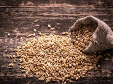 Increasing Demand for Ukrainian Barley - Forecasts for the Beginning of 2024