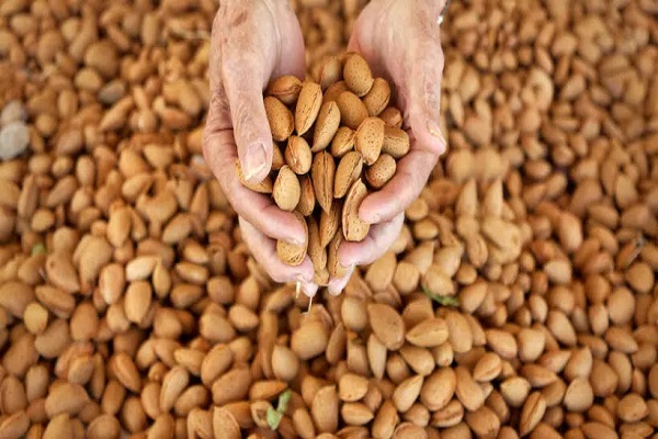 Almond Market Defies Expectations: Resilience in the Face of Surplus