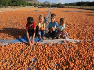 Malatya’s Post-earthquake Struggle: Dried Apricot Market Turmoil and Election Price Jitters