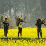 Ukrainian demand for rapeseed remains high despite falling world prices