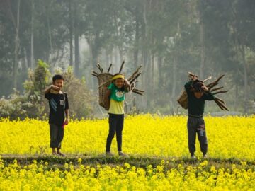 Ukrainian demand for rapeseed remains high despite falling world prices