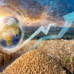 IGC Forecasts Record Global Grain Production for 2024/25 Marketing Year