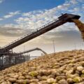 Minister Yumaklı Reveals Sugar, Molasses, and Beet Pulp Production Figures by TÜRKŞEKER