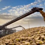 Minister Yumaklı Reveals Sugar, Molasses, and Beet Pulp Production Figures by TÜRKŞEKER