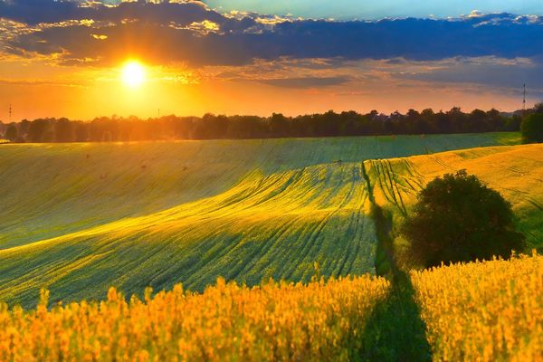 UGA Anticipates Decrease in Grain and Oilseed Harvest in Ukraine