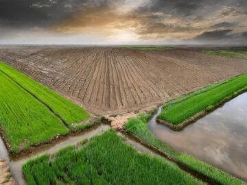 Argentine Floods Pose Harvest Challenges but Boost Future Prospects