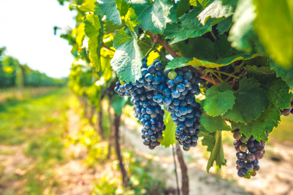 Grape Growers in Distress: Unfavorable Import Duties Impact Indian Exports to Bangladesh