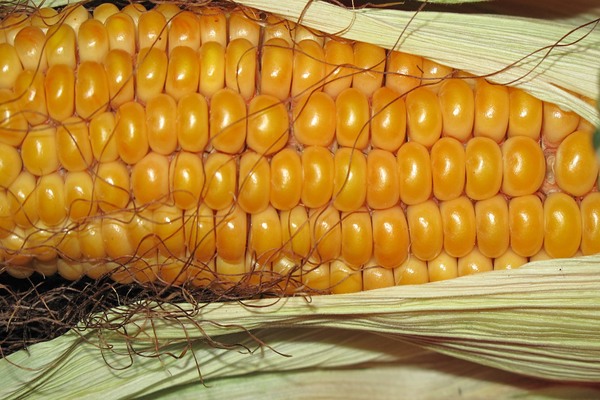 Purchasing prices for corn in Ukraine returned to growth