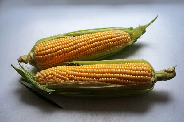 Ukraine Exported 18 Million Tons of Corn This Year