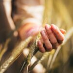 Speculative Growth in Wheat Prices Persists for Three Consecutive Weeks