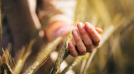 Speculative Growth in Wheat Prices Persists for Three Consecutive Weeks