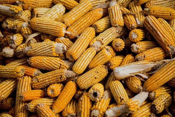 Ukraine Corn Export Prices Surge Amidst Increased Demand