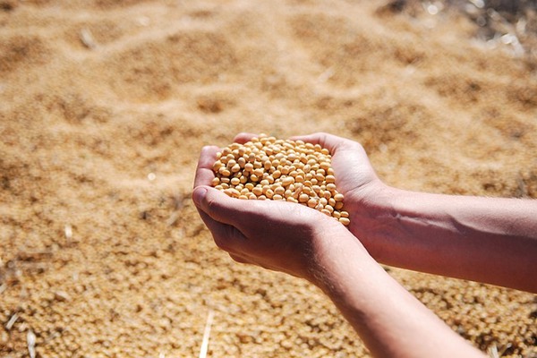 Monitoring Soybean Prices Ahead of USDA Report