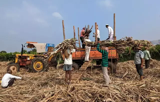 Surge in India's Sugar Production: Sugar Output Amid Varied Climatic Conditions