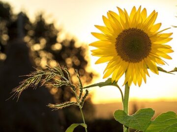 Sunflower Seed Market Stabilizes with Strong Demand from the Middle East