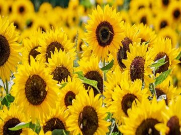 Sunflower Seeds and Sunflower Oil Prices Update in Ukraine