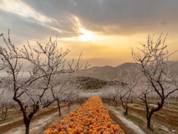 Challenges Ahead for Turkish Apricot Industry: Frost Effects and Stock Concerns