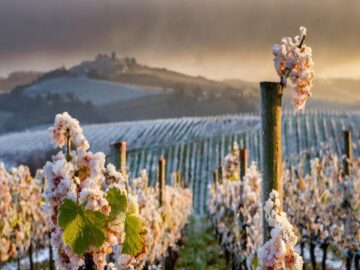 Vineyards Blossom Despite Frost Concerns: Export Prices on the Rise