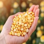 Most of the Yellow Peas Harvest in 2024 Ukraine Will Export