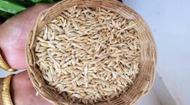Tunisia Anticipates Boost in Grain Harvest, Aims to Cut Wheat and Barley Imports