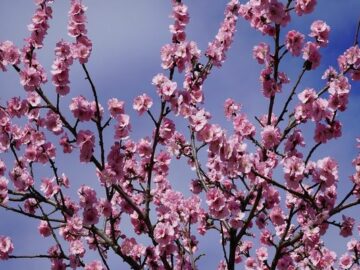 March Almond Shipments and Market Analysis: Trends, Commitments, and Crop Outlook