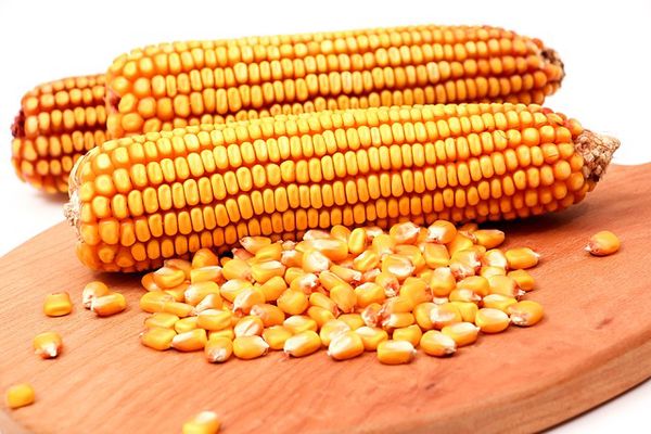 Ukrainian Corn Price Surge Influences Global Quotations Amidst Market Shifts