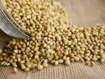 Coriander Prices Poised for Mid-Year Surge