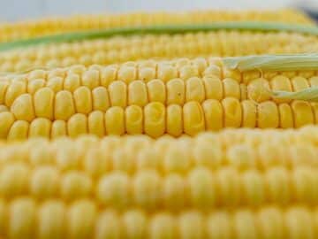 Market Pressure Leads to Decreasing Corn Prices