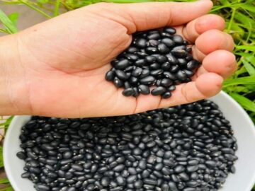 Global Black Bean Prices Surge Amid Supply Reduction