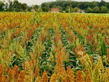 Off-Season Grain Processing Slows in Dalian as Market Demand Remains Subdued
