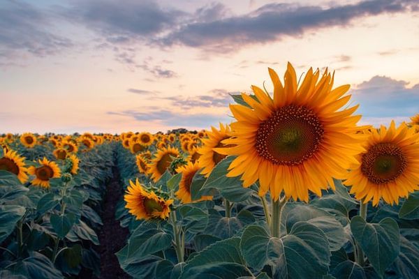 Sunflower Oil Prices Decline Amidst Palm and Soybean Oil Downturn