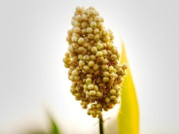 Dalian Grain Market Report: Millet Prices Expected to Stabilize Amid Supply Dominance