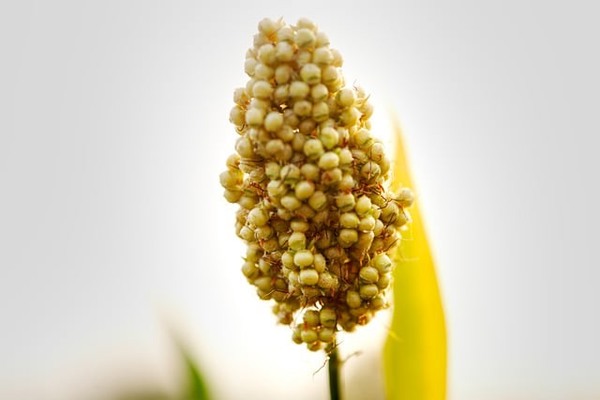 Dalian Grain Market Report: Millet Prices Expected to Stabilize Amid Supply Dominance