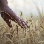 Ponta Grossa, Paraná Emerges as Leader in Barley Production