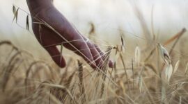 Ponta Grossa, Paraná Emerges as Leader in Barley Production