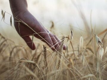 Ponta Grossa, Paraná Emerges as Leader in Barley Production