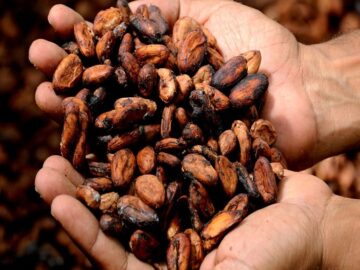 Cocoa Exports from Pará Increasing with International Recognition