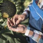 Government Initiatives Boost Procurement of Sunflower Seeds and Green Gram at MSP in Karnataka