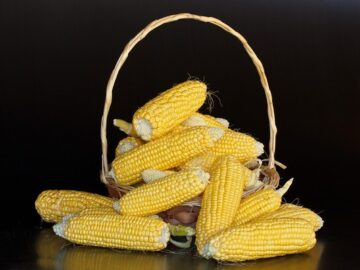 Ukraine Corn Prices Stabilize Amid Global Market Pressures