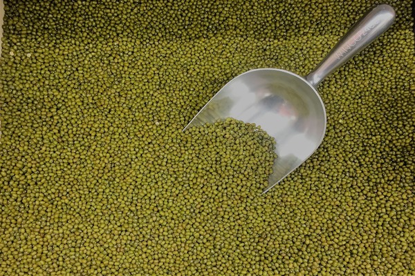 Steady Outlook: Dalian's Mung Bean Market Treads Cautiously Amidst Limited Supply