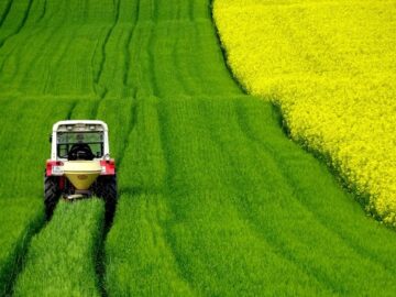 Rapeseed Prices Surge Amid Reduced EU Crop Forecasts and Oil Market Volatility