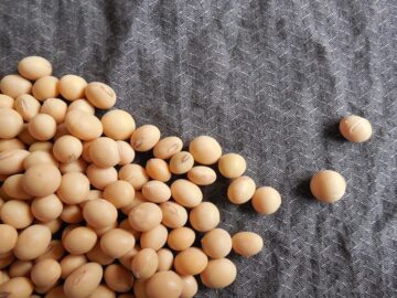 Soybean Bag Prices in Brazil Show a Mixed Outlook