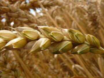 Wheat Prices Fluctuate Amid Global Market Dynamics