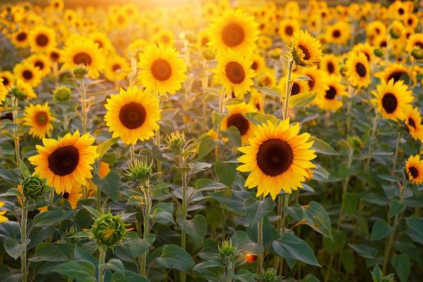 Sunflower Market Forecasts for 2024 in Ukraine May Be Revised