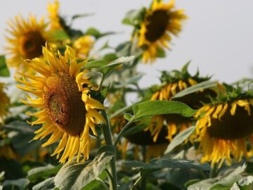 Sunflower Seed Market Outlook: Prices Expected to Decline Amid Seasonal Shifts